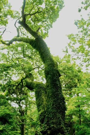 樹木の写真