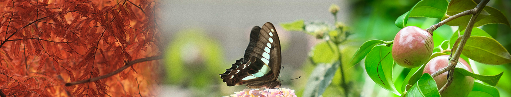 植物と蝶