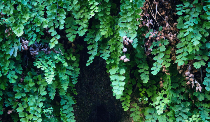 園内の植物