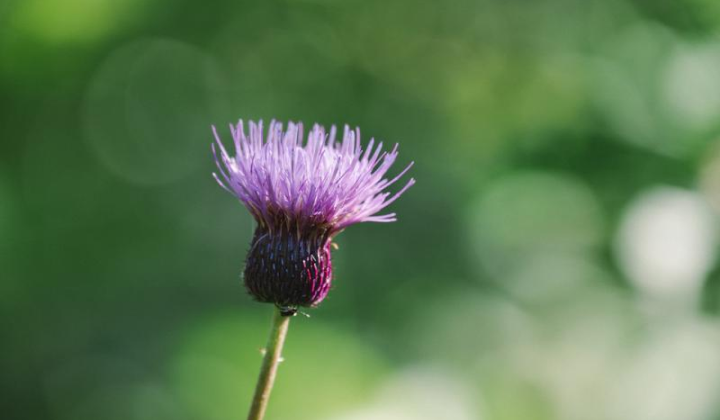 園内の植物